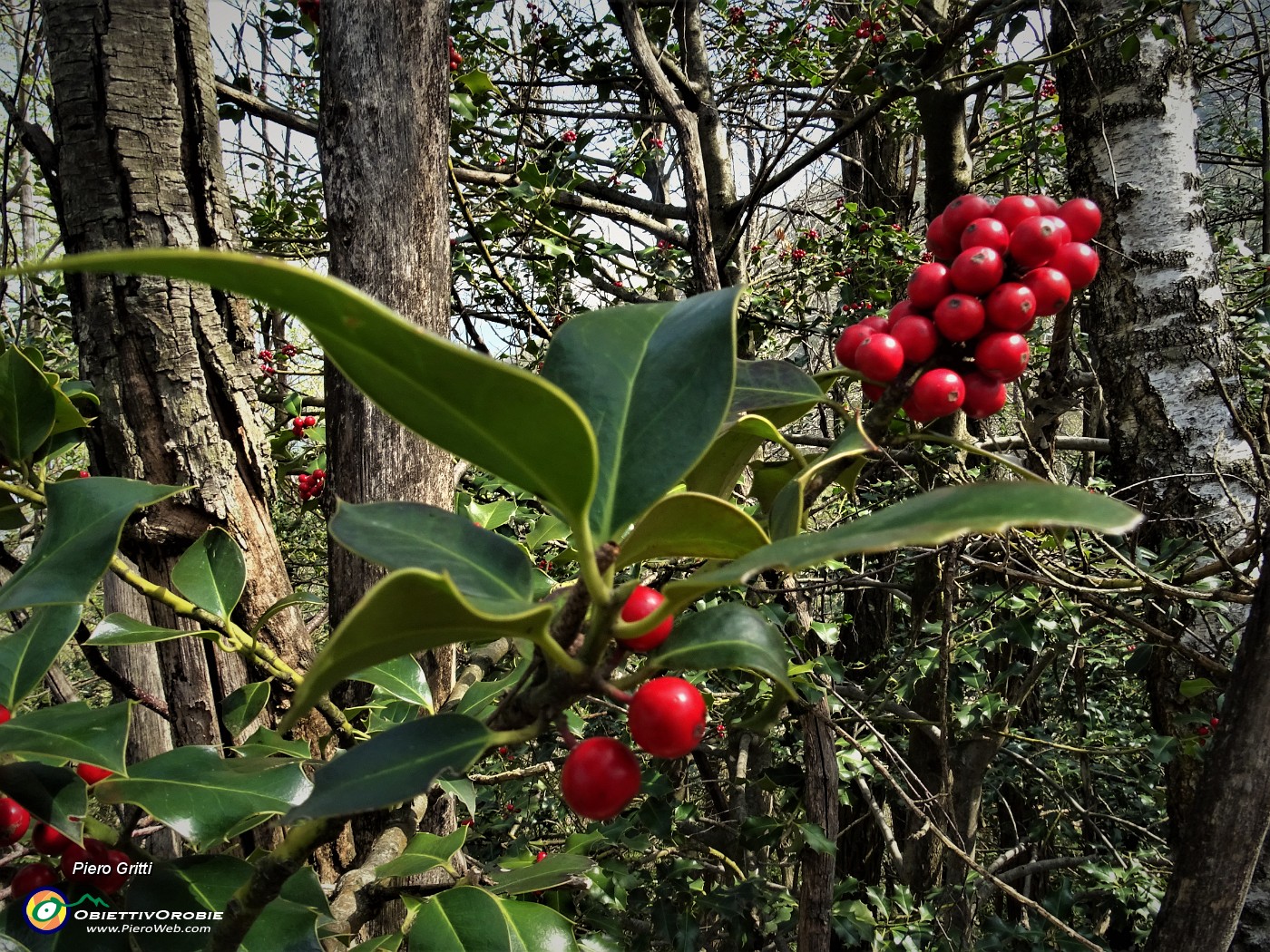 86 Bacche rosse di Agrifoglio (Ilex aquifolium) .JPG